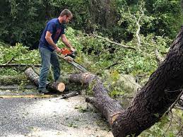 Best Tree Maintenance Programs  in Linwood, PA