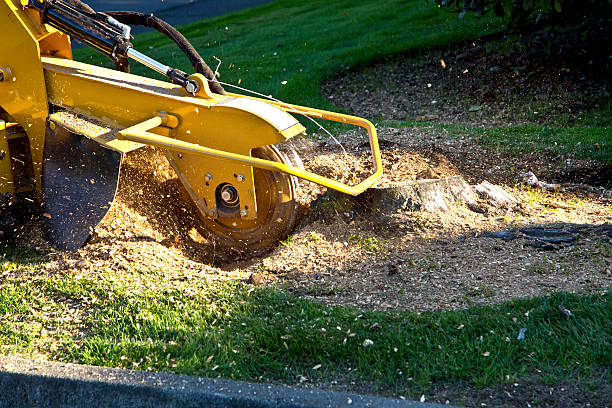 Best Tree Disease Treatment  in Linwood, PA